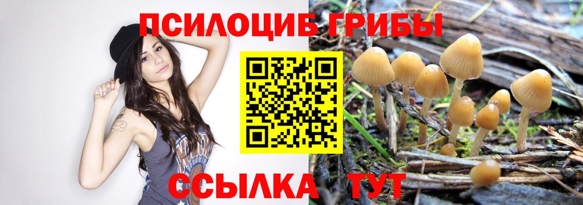 Псилоцибиновые грибы мицелий  Вход с VPN  Ржев  Псилоцибиновые грибы GOLDEN TEACHER 